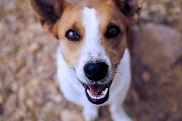 CBD oil Australian dog vet clinic