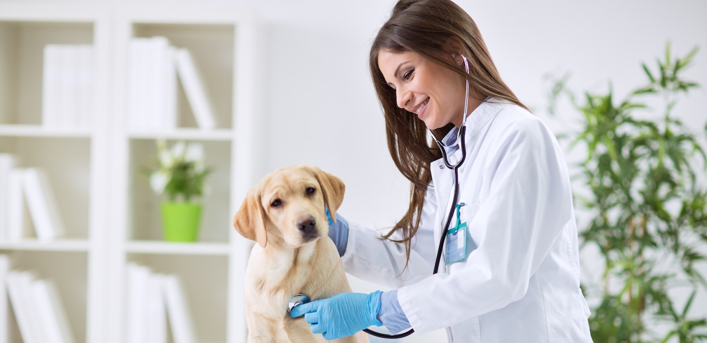 How to prescribe CBD for your animal patients - CBD Vets Australia