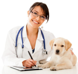 CBD VET CLINIC