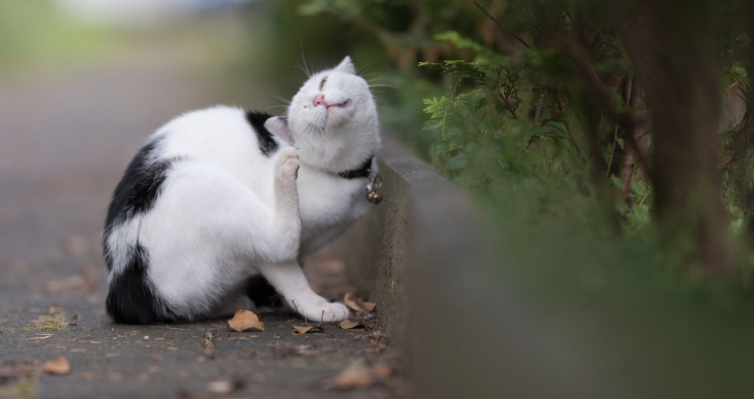 CBD may help allergies in cats