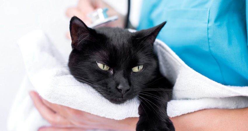 Cats can be treated with CBD for Epilespy & Seizures