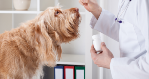 Dogs can be treated with CBD for Epilespy & Seizures