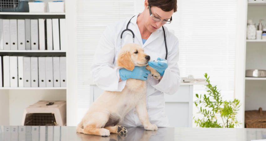Dogs can benefits from the various compounds in CBD