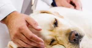 Learn how to care for old dogs and how CBD may help
