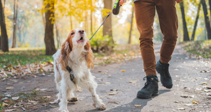 Treating dog nervous issues with CBD oil