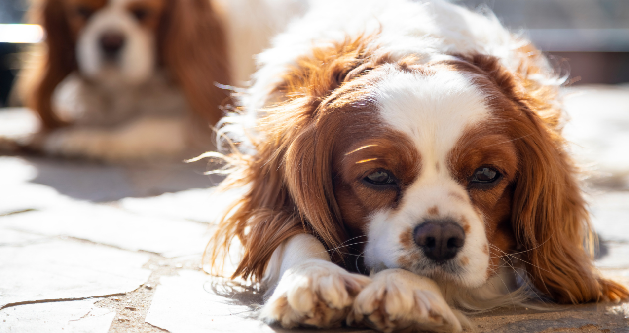 Can CBD Treat Neuropathic Pain In Pets CBD Vets Australia