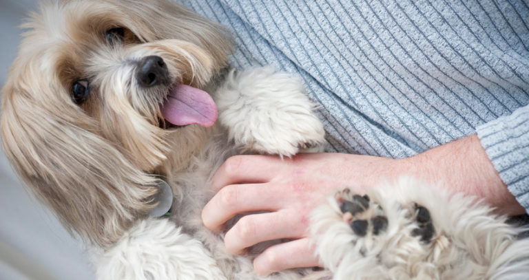 CBd may help your pet with gastro issues