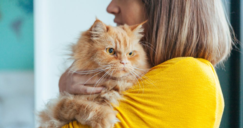 Cats may benefit from CBD oil for health concerns.