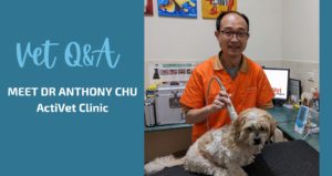 Dr Anthony Chu from ActiVet Clinic in Carlingford