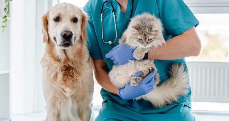 Vets can treat all animals with CBD