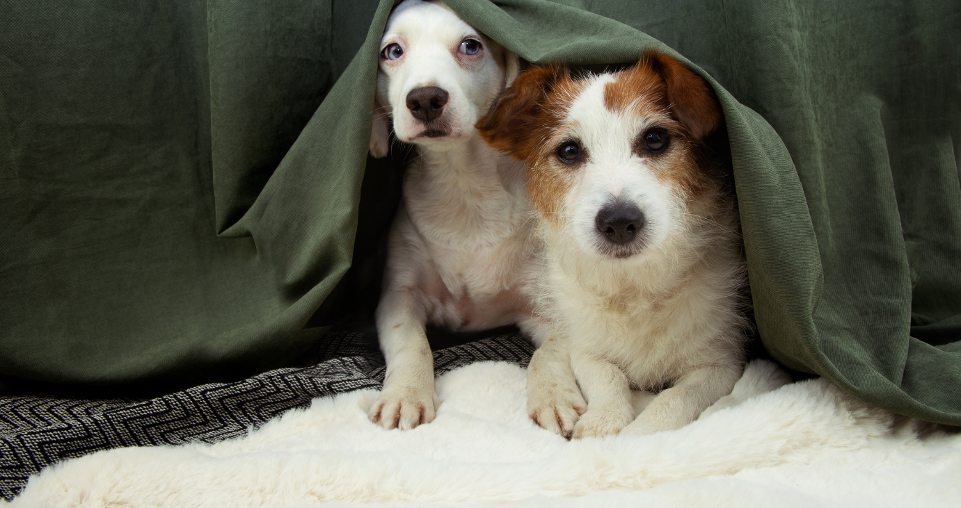 Dogs scared and anxious from fireworks