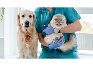 cbd for veterinarians