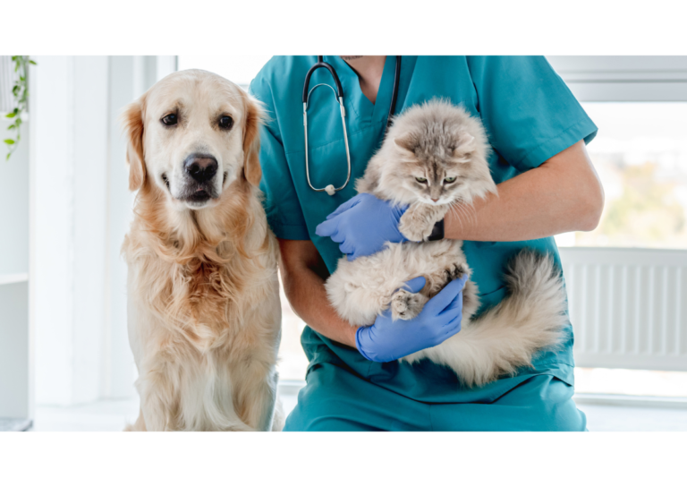 cbd for veterinarians