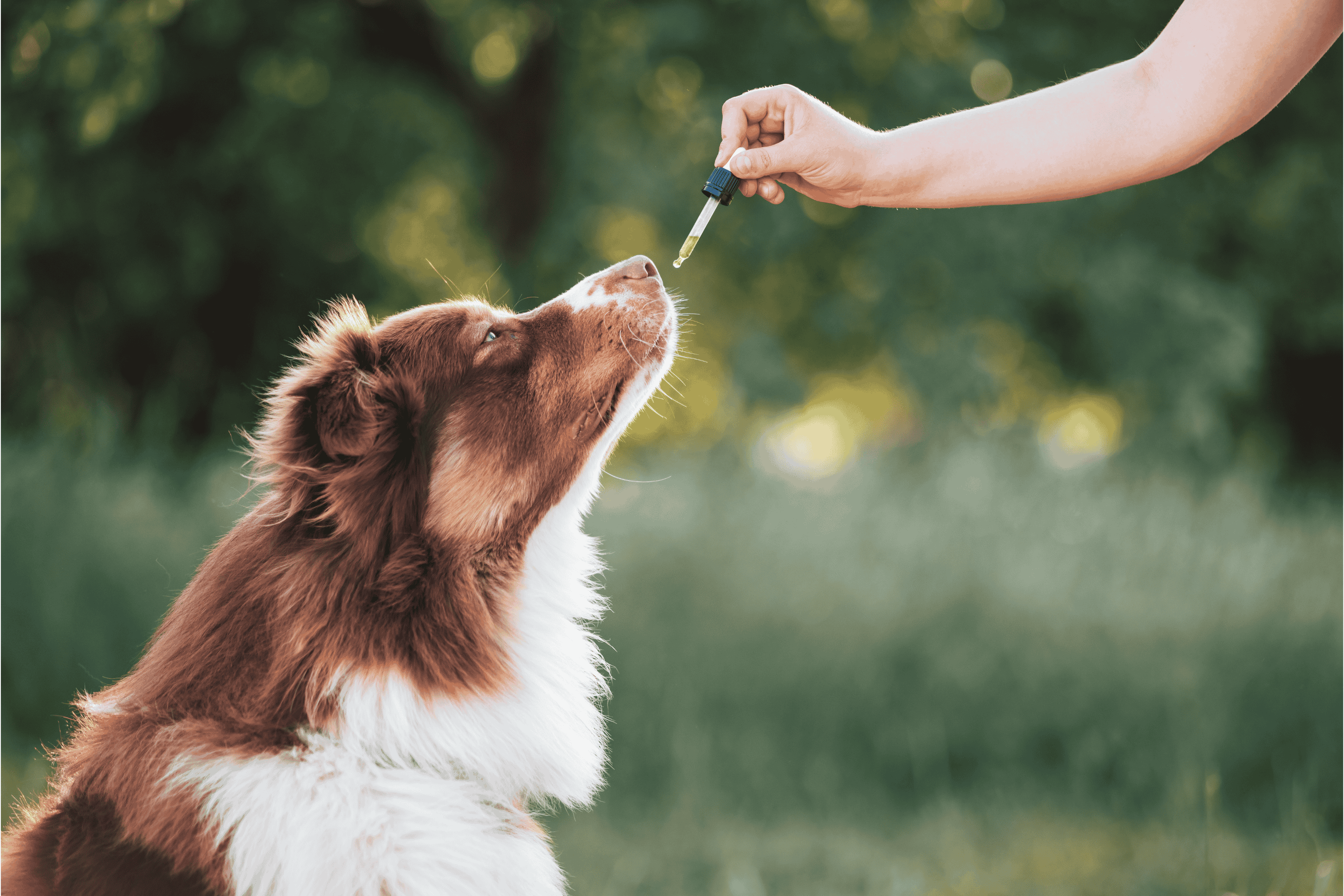 CBD for heart health in pets