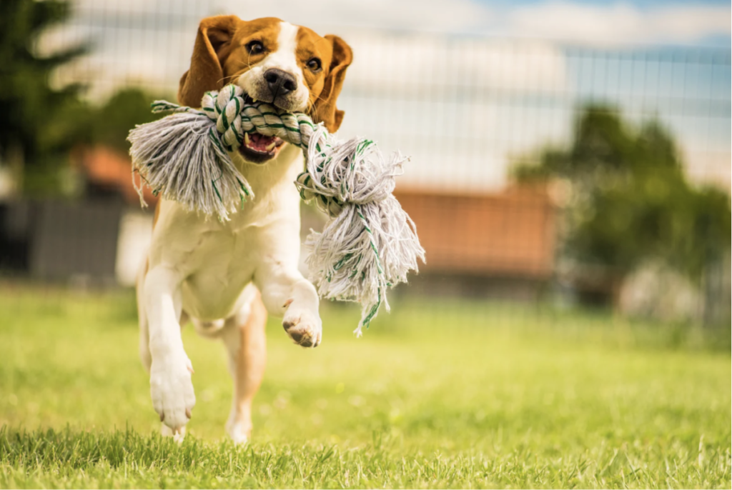 CBD for Active Pets