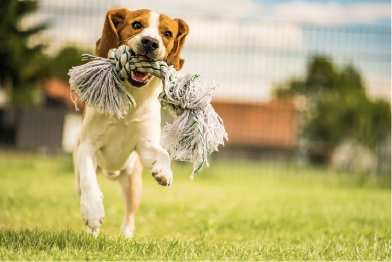 CBD for Active Pets