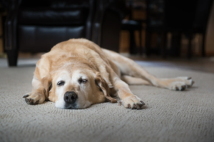 CBD for dogs with osteoarthritis