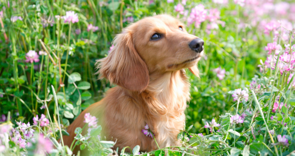 Dog sitting in flower bed during Sping time.