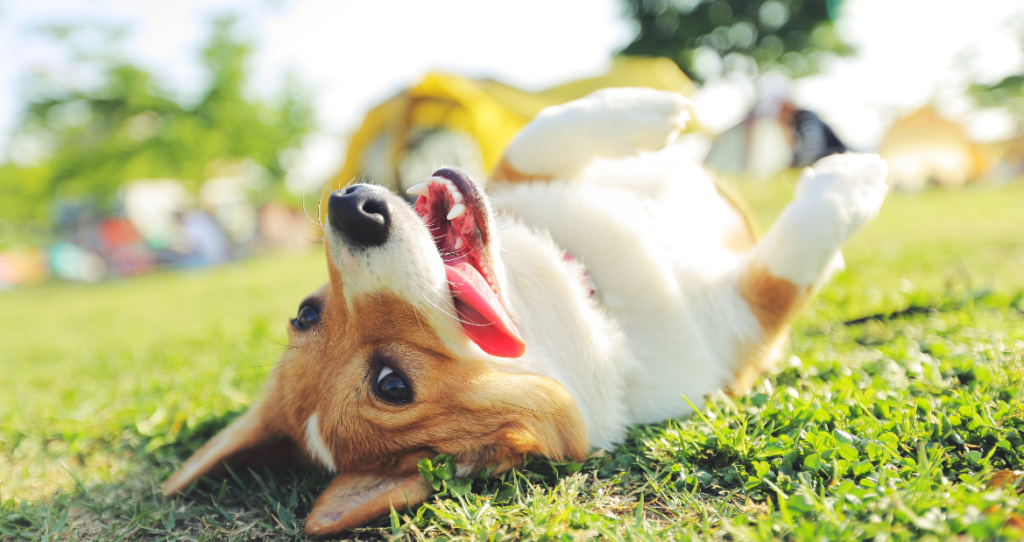 Dog rolling around in the grass.