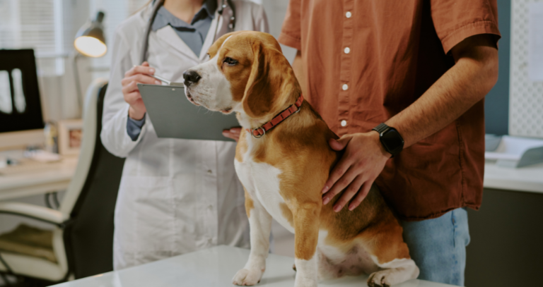Dog with pet parent and vet discussing prescribing CBD